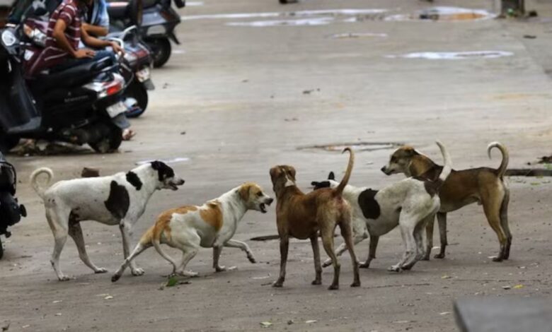 Stray Dogs Issues