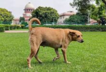 Photo of आवारा कुत्तों को लेकर SC का बड़ा फैसला, डॉग लवर्स की याचिका खारिज, खतरनाक कुत्तों को लेकर सख्त आदेश