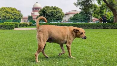 Photo of आवारा कुत्तों को लेकर SC का बड़ा फैसला, डॉग लवर्स की याचिका खारिज, खतरनाक कुत्तों को लेकर सख्त आदेश