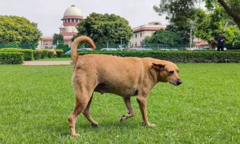 Supreme Court On Stray Dogs