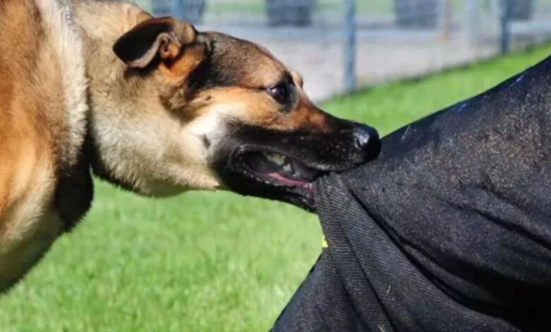 Dog Bite Infection