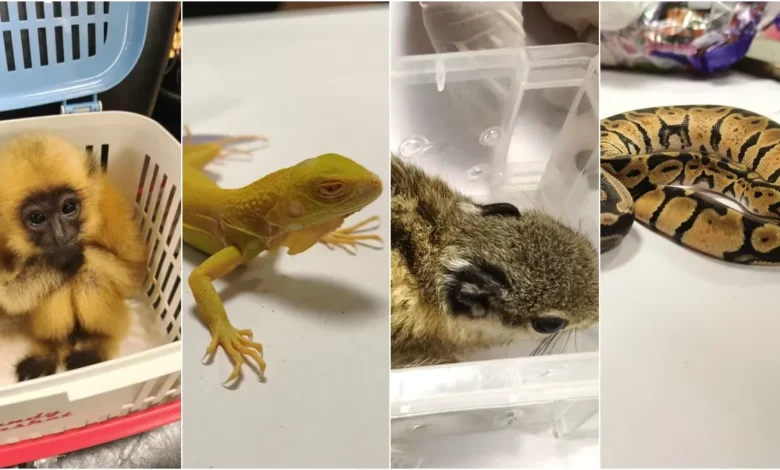 Wildlife Smuggling :