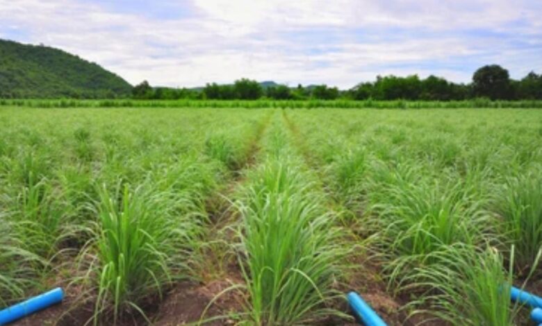 Lemongrass Farming Tips