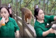Photo of Viral Video : महिला ने बचाने की पूरी कोशिश की, लेकिन बंदर ने आखिरी चाल से जीत ली बाजी