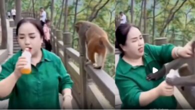 Photo of Viral Video : महिला ने बचाने की पूरी कोशिश की, लेकिन बंदर ने आखिरी चाल से जीत ली बाजी