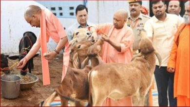 Photo of सीएम योगी की गो संरक्षण नीति से गो सेवा के साथ रोजगार का नया मॉडल, देसी गायों के उत्पादों की विदेशों तक बढ़ी मांग