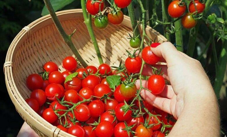 Kitchen Garden Tips