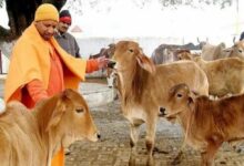 Photo of CM Yogi का बड़ा कदम, 93 हजार से ज्यादा लोगों को सौंपे गए 1.67 लाख गोवंश